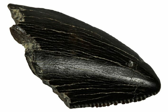 Serrated, Tyrannosaur (Nanotyrannus) Tooth - Montana #350373